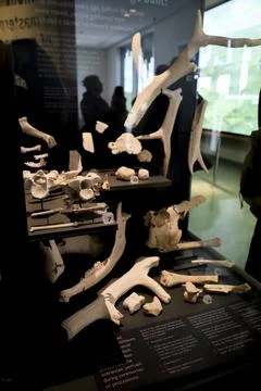 Prehistoric objects, tools and bones exhibited at the Visitor Center of Sto.. Stock Photos