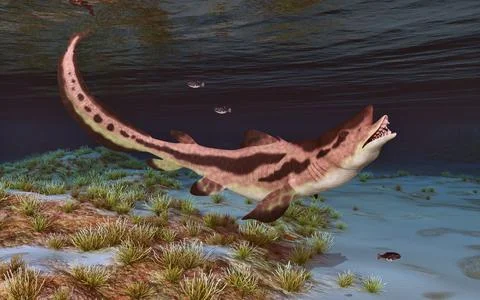 Prehistoric shark Edestus Stock Illustration