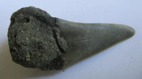 Prehistoric Shark Tooth Stock Photos
