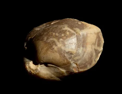 Prehistoric shell substituted with silicon isolated on black background. For Stock Photos