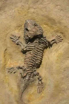 Prehistoric Skeleton, sand background Stock Photos