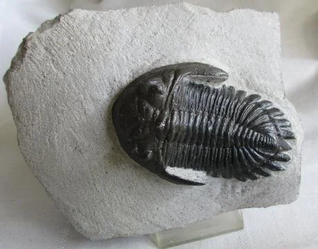 Prehistoric trilobite Stock Photos