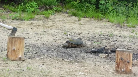Prehistoric Turtle Circles the Firepit, Testing the Ground Stock Footage 325635165