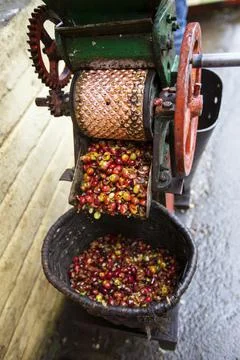 Preliminary processing and cleaning machines, arabica coffee berries in facto Stock Photos
