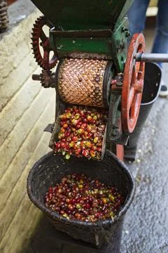 Preliminary processing and cleaning machines, arabica coffee berries in facto Foto stock