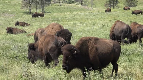 Prelude to a Buffalo Fight Stock Footage 116946903