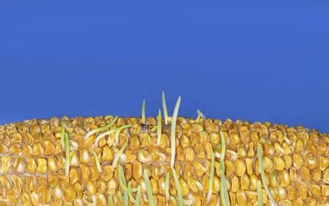 Premature germination and sprouting of corn kernels on cob, blue background Stock Photos