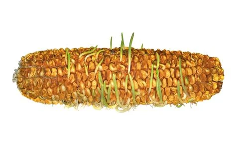Premature germination and sprouting of corn kernels on cob, ear of corn Stock Photos