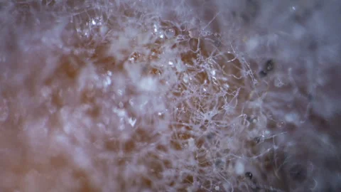 Premium 4K abstract motion background featuring dense white organic fiber Stock Footage 335714039