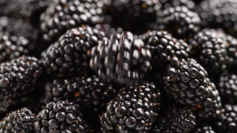 Premium blackberry falling in cinematic slow motion. Vidéo 330059948
