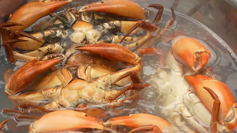 Premium Boiled Vietnamese Mud Crabs In Hot Water Bowl Close Up 4K Stock Footage 321758331