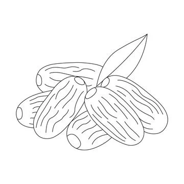Premium brown dates fruit vector illustration: healthy organic food icon fo.. Stock Illustration