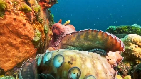 Premium closeup, wide angle footage of an octopus. The arms and suckers Stock-Footage 241874345