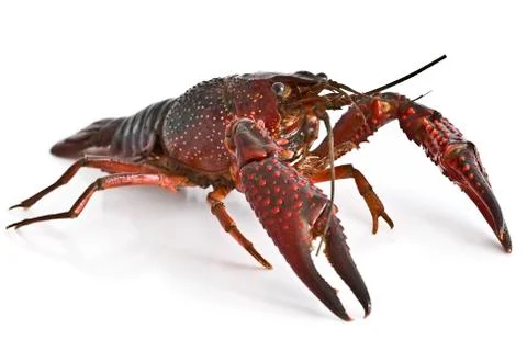Premium crayfish. Stock Photos