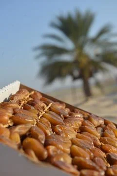 Premium Dates in Box with Palm Tree Background Stock Photos