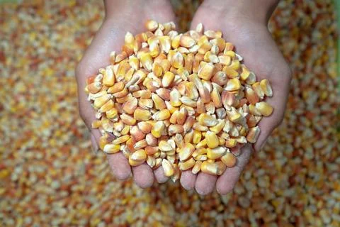 Premium Dried Corn Kernels Stock Photos