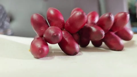 Premium Fresh Red Date Palm Fruits Cluster Closeup. Stock Footage 340488202