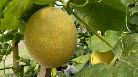 Premium Melon Farming Stock Footage 333472683