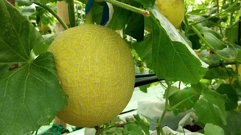 Premium Melon Farming Process in Modern Agriculture Stock Footage 333472692