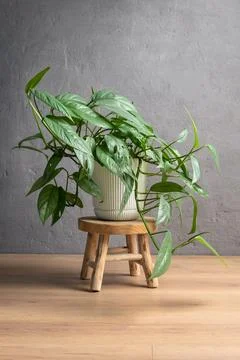 Premium quality commercial background featuring a lush Epipremnum pinnatum Ce Stock Photos