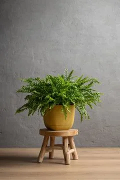Premium quality commercial background featuring a vibrant green Nephrolepis e Stock Photos