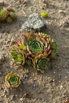 Premium quality commercial background featuring a Sempervivum tectorum succul Stock Photos