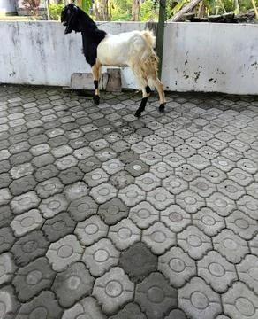 Premium quality sacrificial goat for Eid al-Adha, representing Islamic sacrifice Stock Photos