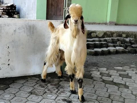 Premium quality sacrificial goat for Eid al-Adha, representing Islamic sacrifice Fotos de archivo