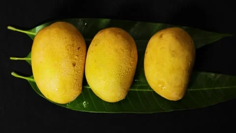 Premium yellow mango collection showcasing tropical freshness and natural fruit Stock Footage 337140840