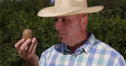 Preoccupied Farmer Study with Attention a Sweet Kiwi Tropical Fruit Stock Footage 109116542