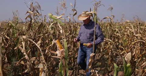Preoccupied Farmland Manager Inspecting Corn Crop Field Analyze Cereal Harvest Stock Footage 58475451