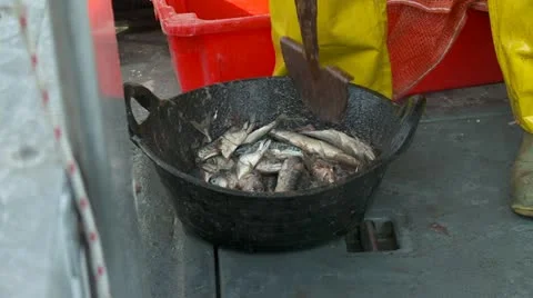 Prepairing chum Stock Footage 21436703