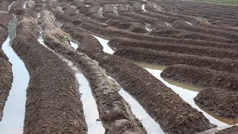 Preparation of Agricultural Bed Soil  Stock Footage 276804703