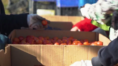 Preparation and cleaning of tomatoes before loading for sale. Stock Footage 221710883