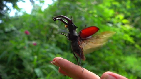 Preparation and flight of a deer beetle from a person's hand. Stock-Footage 91178996