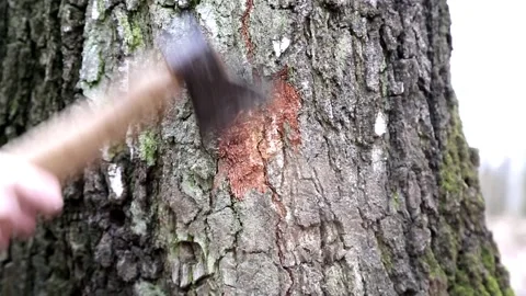 Preparation of birch before drilling Stock Footage 89194844