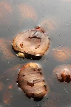 Preparation of boiled chestnuts Stock Photos