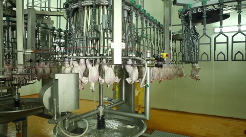 Preparation of chickens in production Video stock 45738237