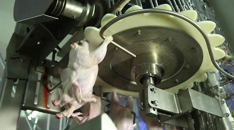 Preparation of chickens in production Stock-Footage 45738279