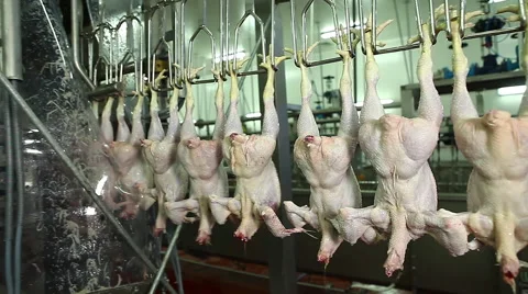 Preparation of chickens in production Stock-Footage 45738319