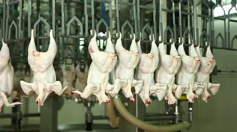 Preparation of chickens in production Video stock 45738393