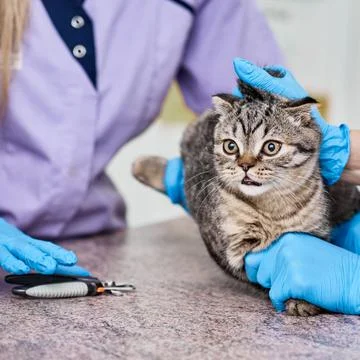 Preparation for cutting claws Stock Photos