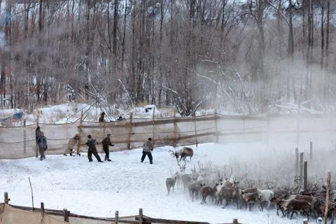 The preparation of deer meat, remove the hide from the deer, Kamchatka 11.22 Stock Photos