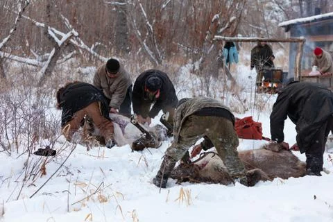 The preparation of deer meat, remove the hide from the deer, Kamchatka 11.22 Stock Photos