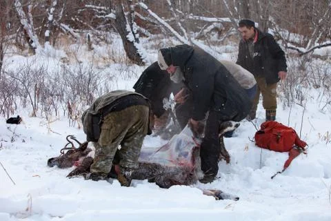 The preparation of deer meat, remove the hide from the deer, Kamchatka 11.22 Foto stock