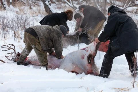 The preparation of deer meat, remove the hide from the deer, Kamchatka 11.22 Stock Photos