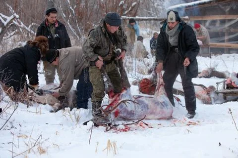 The preparation of deer meat, remove the hide from the deer, Kamchatka 11.22 Stock Photos