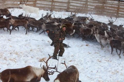 The preparation of deer meat, remove the hide from the deer, Kamchatka 11.22 Stock Photos