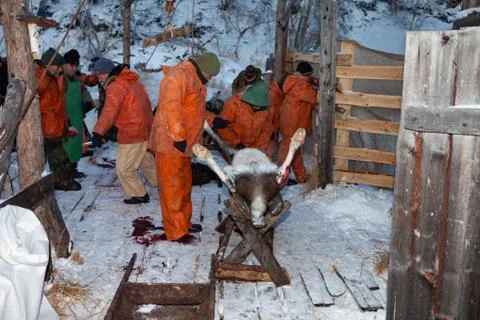 The preparation of deer meat, remove the hide from the deer, Kamchatka 11.22 Stock Photos