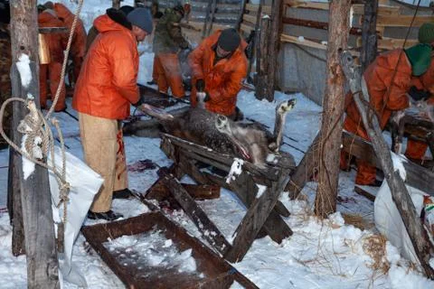 The preparation of deer meat, remove the hide from the deer, Kamchatka 11.22 Stock Photos